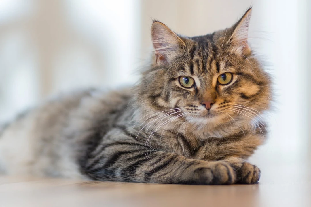 Tout ce qu'il faut savoir avant d'adopter un chat sibérien