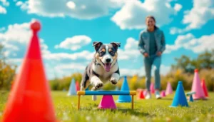 Réussissez l’agility pour chien en 4 semaines : binôme confiant, sécurité assurée
